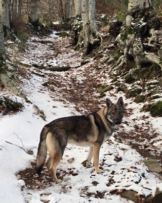 Cane Lupo Cecoslovacco