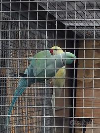 Pappagalli parrocchetti