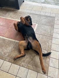 Rottweiler