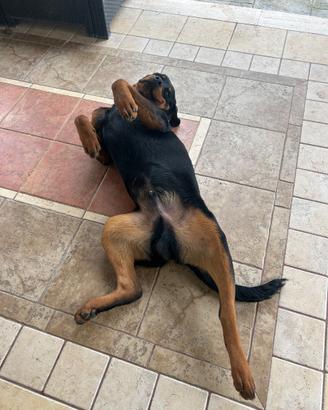 Rottweiler