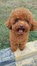 barboncini-toy-poodle-cuccioli-pag-personalizzato