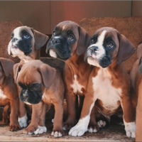 Cuccioli di boxer