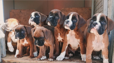 Cuccioli di boxer