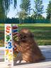 spitz-tedesco-piccolo-con-pedigree-enci