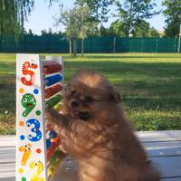 Spitz Tedesco Piccolo con pedigree Enci