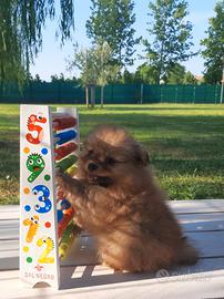 Spitz Tedesco Piccolo con pedigree Enci