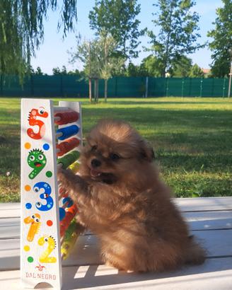 Spitz Tedesco Piccolo con pedigree Enci