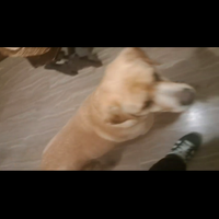 Labrador retriver