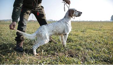 Setter caccia e gare
