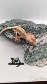 Geco Ciliatus ID: FOxBA-U3-20260528