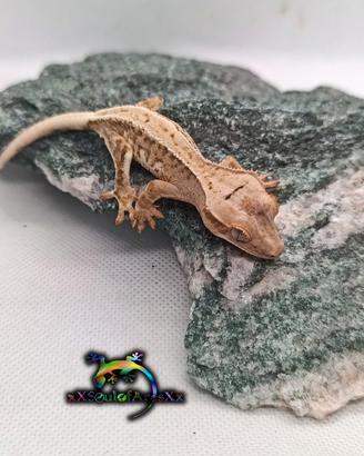 Geco Ciliatus ID: FOxBA-U3-20260528