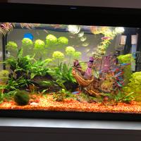 Acquario juwel primo led 60