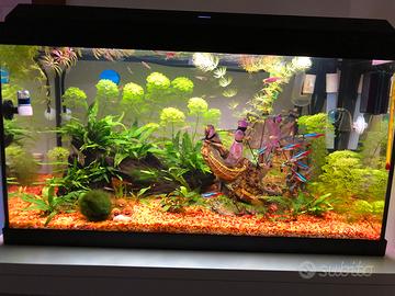 Acquario juwel primo led 60