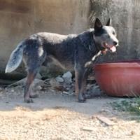 Australian cattle dog
