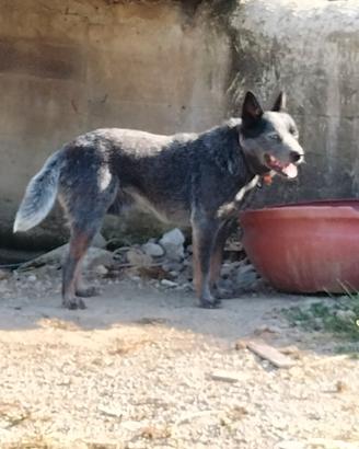 Australian cattle dog