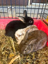 Cuccioli coniglietti