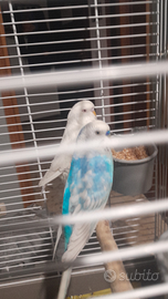 Cocoriti allevati a mano prezzo trattabile