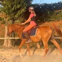 Cavallo PSA in mezza fida