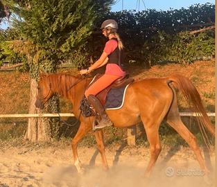 Cavallo PSA in mezza fida