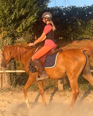 Cavallo PSA in mezza fida