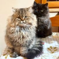 Gatti persiani