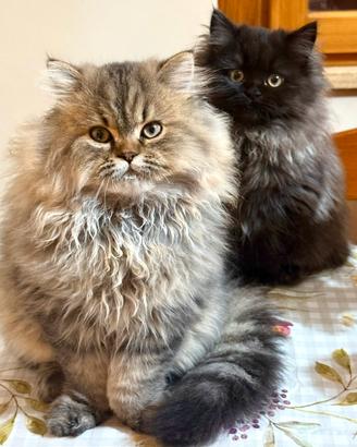 Gatti persiani