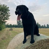 Labrador per Accoppiamento