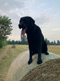 Labrador per Accoppiamento