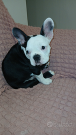 Il bulldog francese e vaccinato coccolone giochere