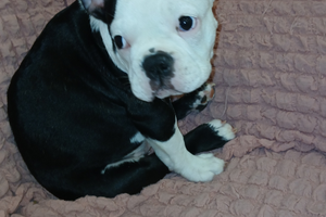 Il bulldog francese e vaccinato coccolone giochere