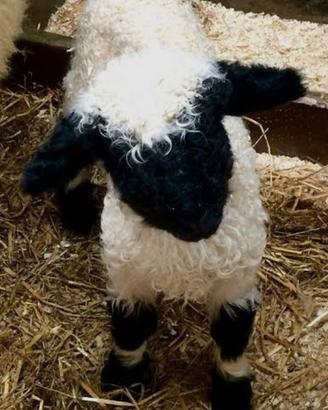 agnello femmina naso nero del vallese 
