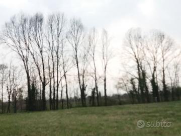 20 alberi da tagliare