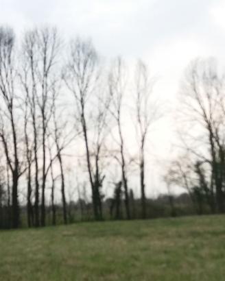20 alberi da tagliare