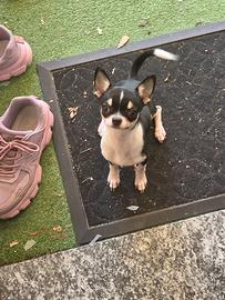 Chihuahua  Femmina
