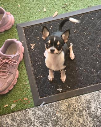 Chihuahua  Femmina