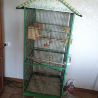 Voliera con inseparabili