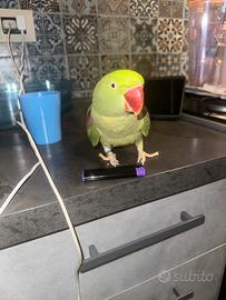 Grande alessandrino allevato a mano