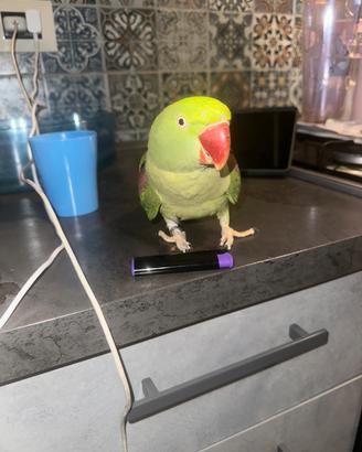 Grande alessandrino allevato a mano