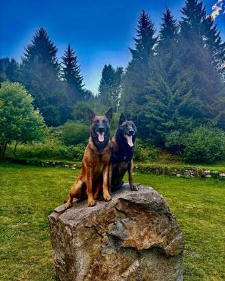 Cuccioli Pastore Belga Malinois