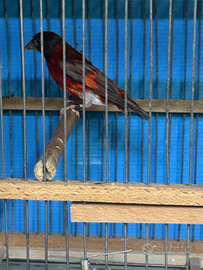 Cardinalini del Venezuela