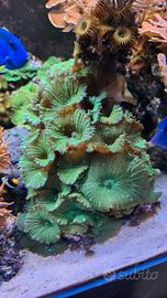 discosoma verdi 