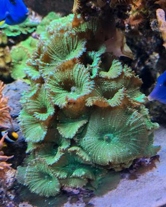 discosoma verdi 