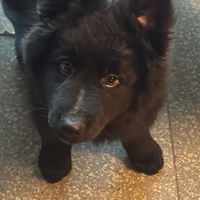 Cucciolo lagorai