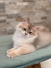 British longhair