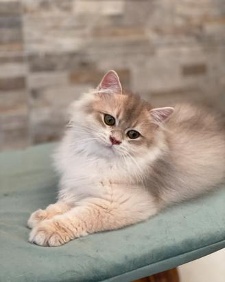 British longhair