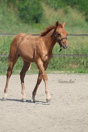 Puledro paint horse 14 mesi