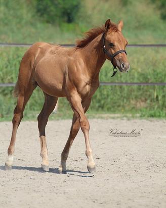 Puledro paint horse 14 mesi