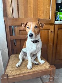 femmina Jack Russell