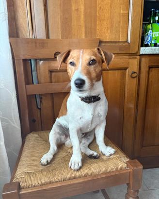 femmina Jack Russell