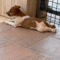 Jack russell broken cuccioli